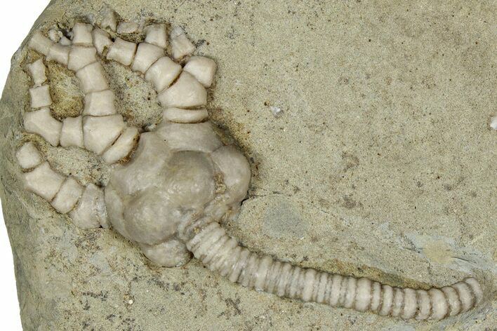 Fossil Crinoid (Cyathocrinites) - Crawfordsville, Indiana #359183